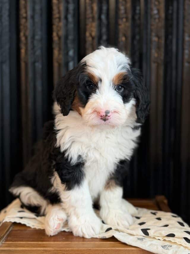 bernedoodle puppy