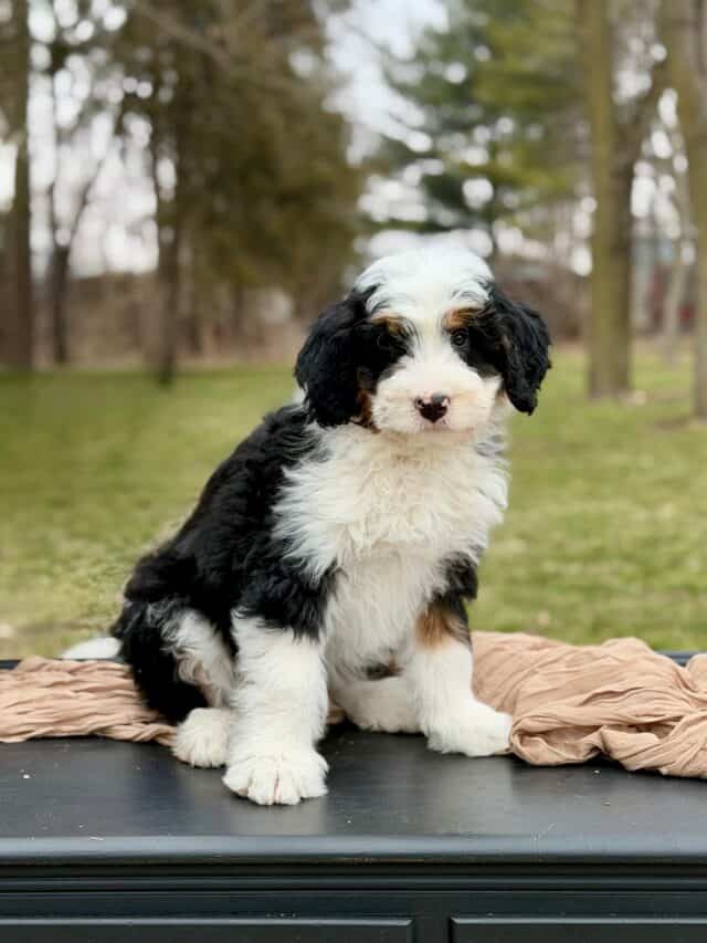 bernedoodle puppy