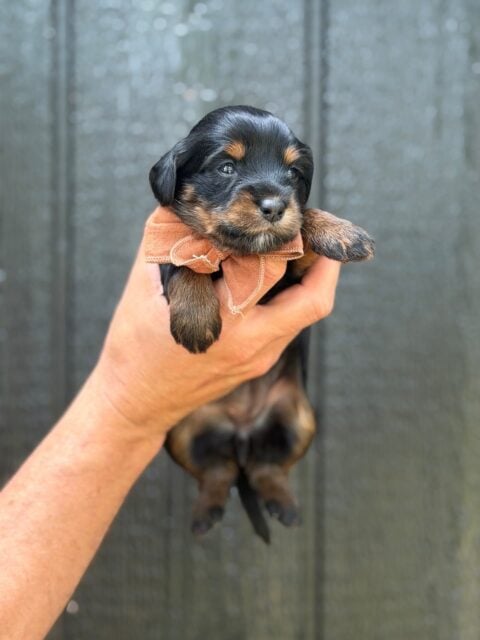 bernedoodles puppy
