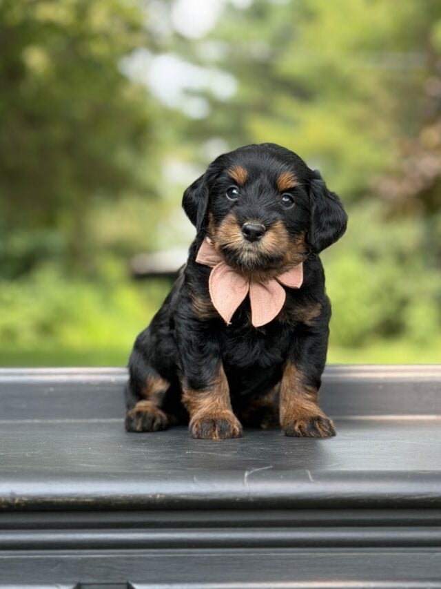 bernedoodle puppy