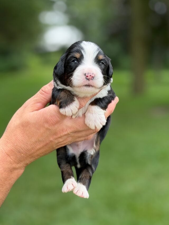 bernedoodles puppy