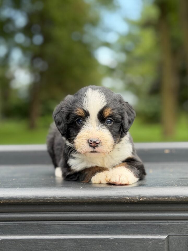 bernedoodle puppy