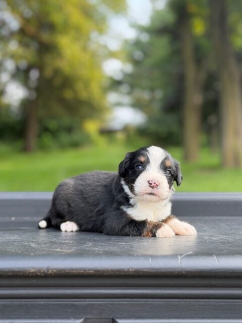bernedoodle puppy