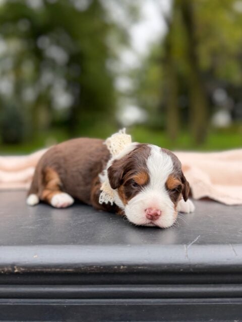 bernedoodles puppy