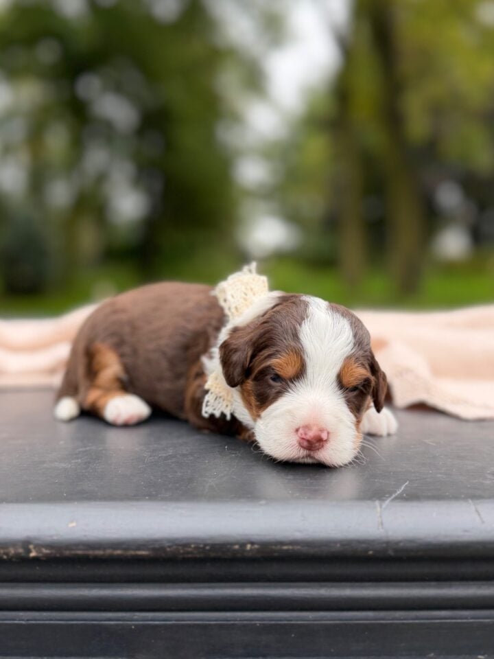 bernedoodles puppy