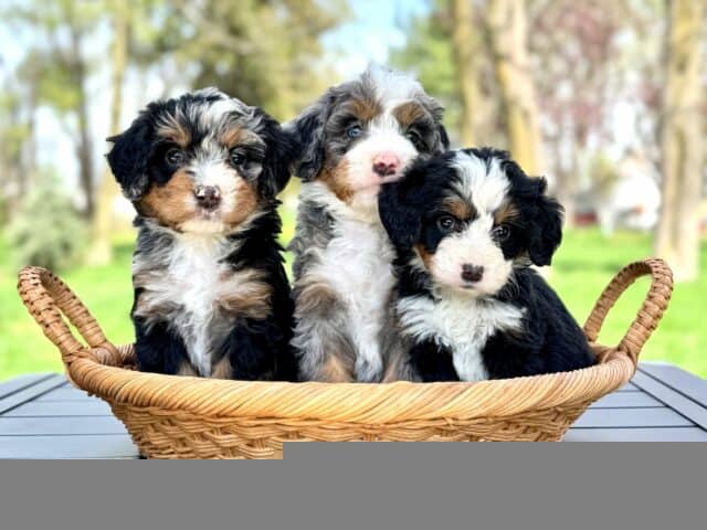 bernedoodle puppy