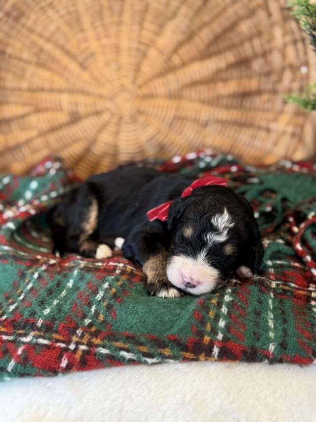 bernedoodle puppy