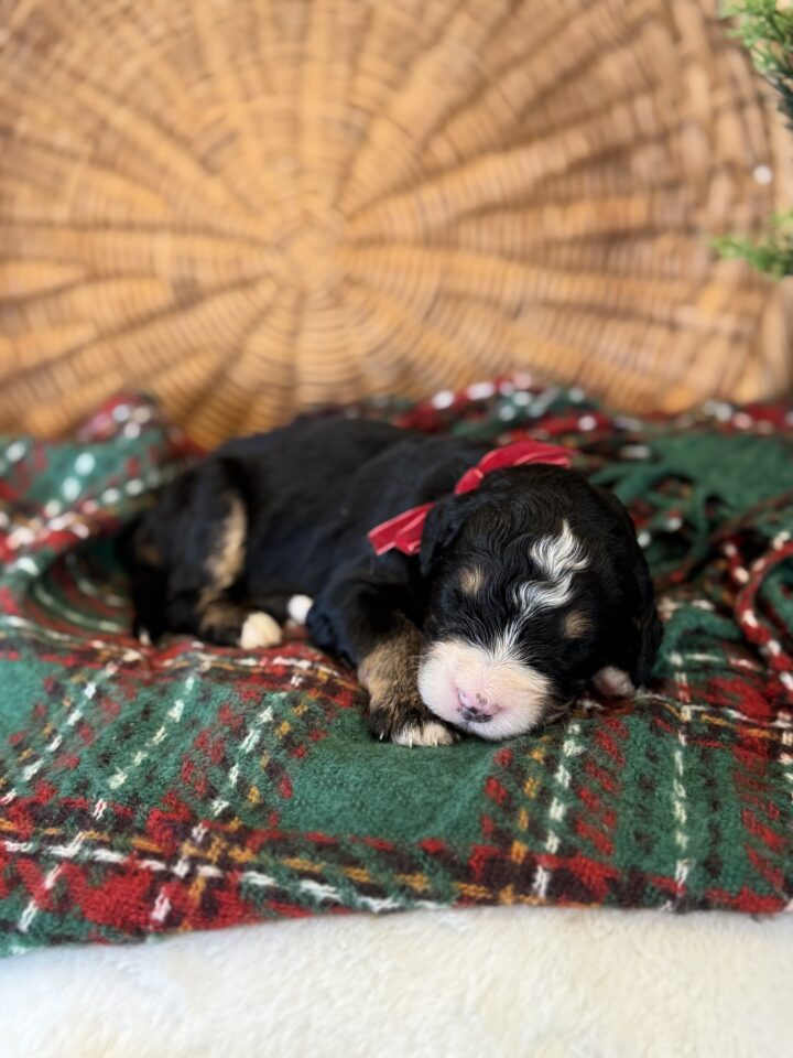 bernedoodle puppy