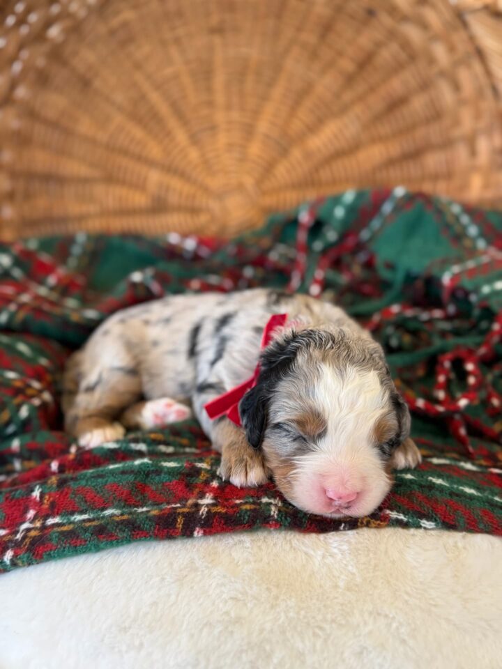 bernedoodle puppy