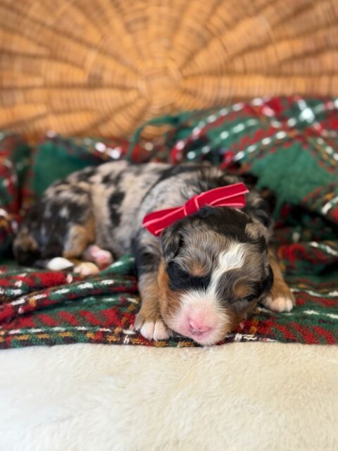 bernedoodle puppy