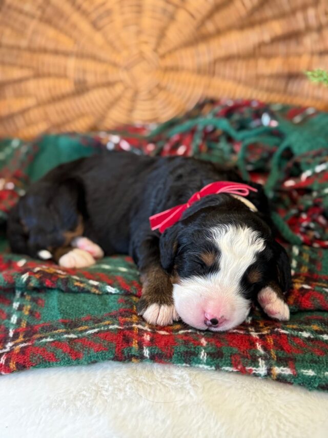 bernedoodle puppy