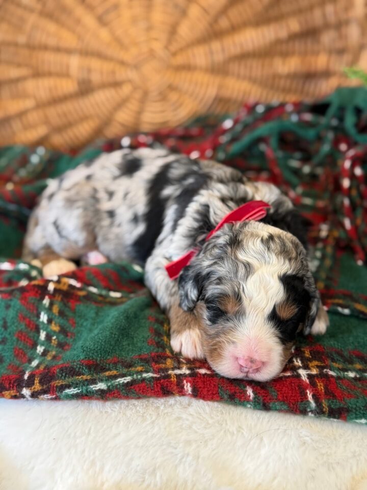 bernedoodle puppy