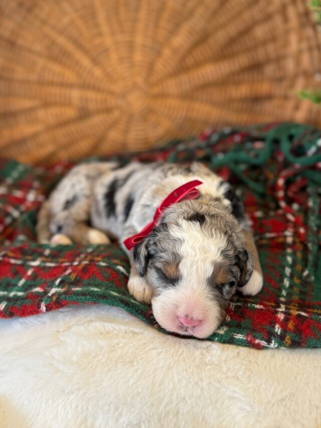 bernedoodle puppy