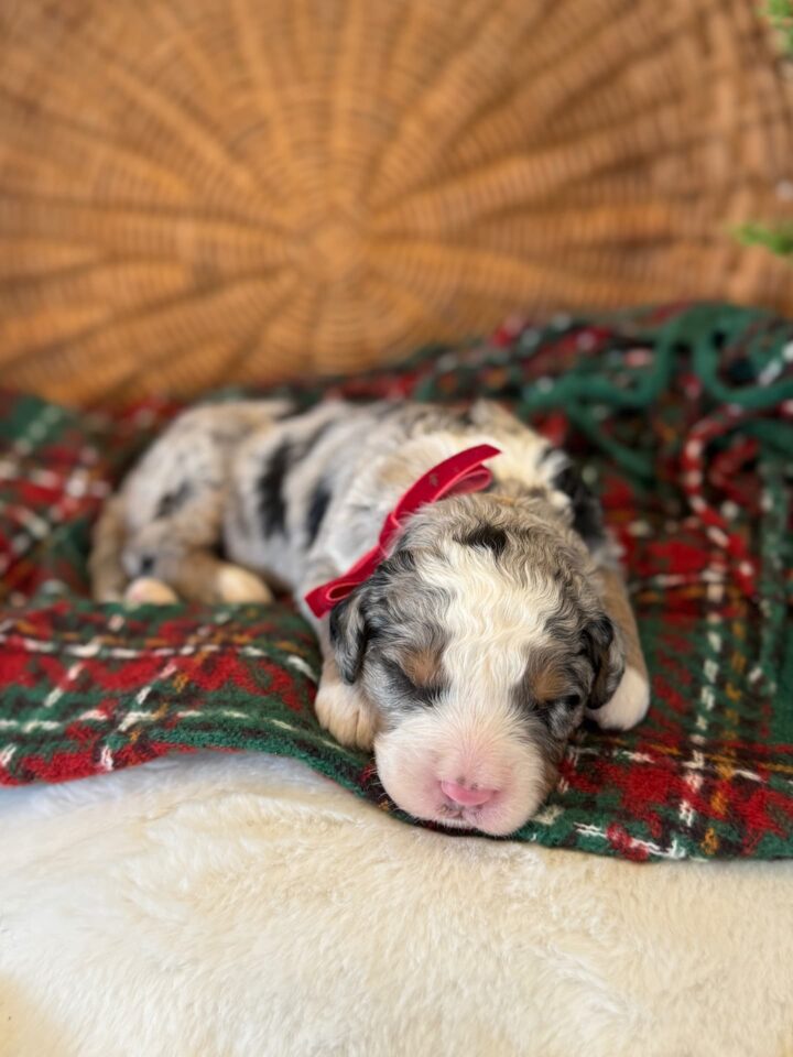 bernedoodle puppy