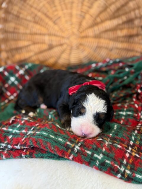 bernedoodle puppy