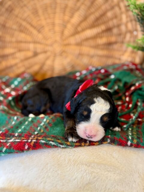bernedoodle puppy
