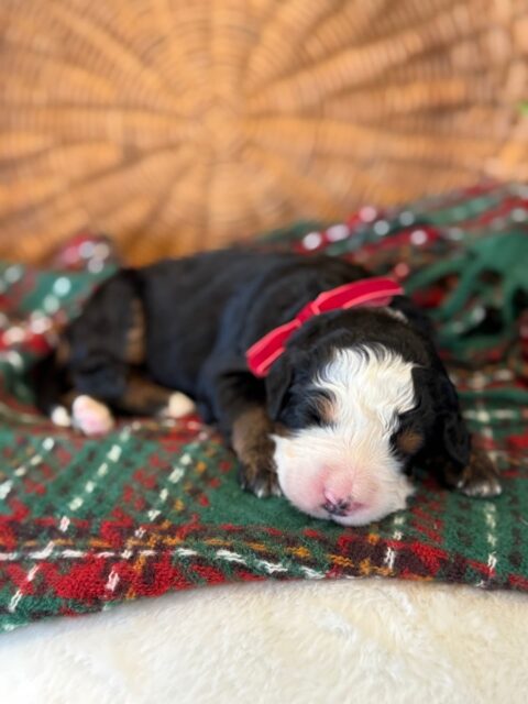 bernedoodle puppy