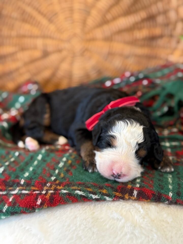 bernedoodle puppy