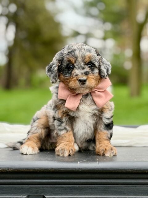 bernedoodle puppy
