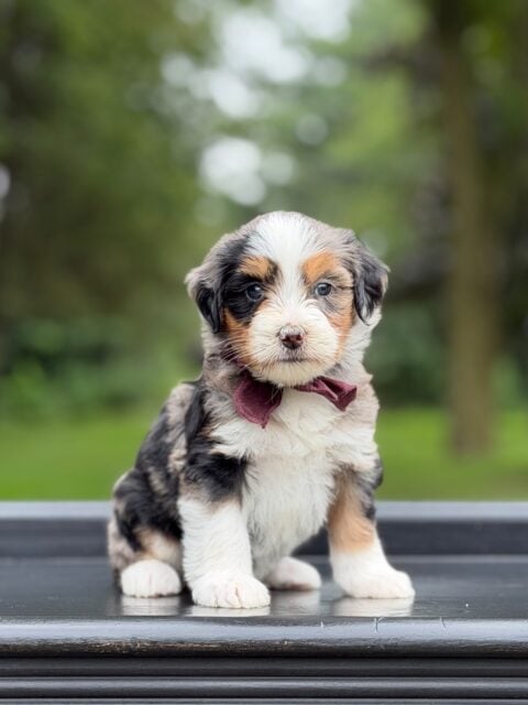 bernedoodle puppy