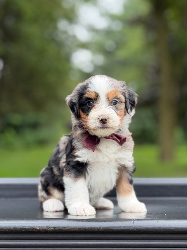 bernedoodle puppy