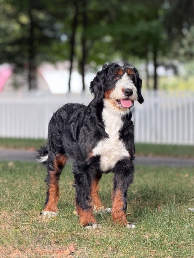 bernedoodle mom